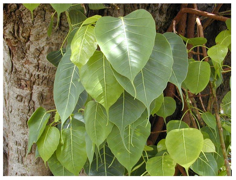 Bihar State tree, Sacred fig, Ficus religiosa
